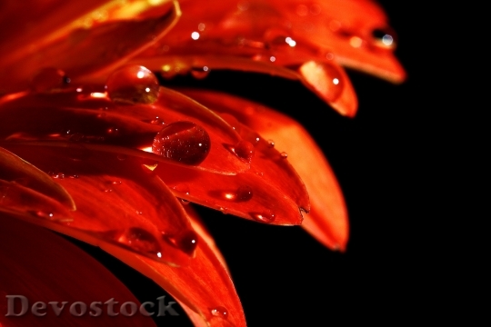Devostock Petals Blur Flower 45984 4K