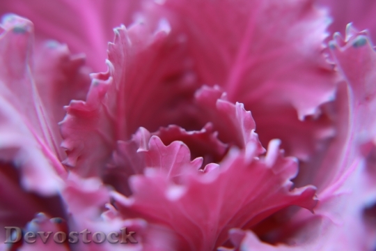 Devostock Petals Blur Flower 92923 4K