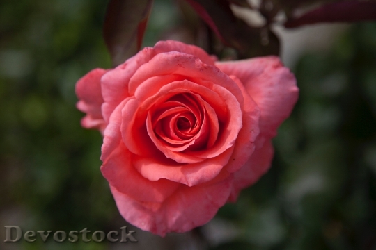 Devostock Petals Blur Flower 94314 4K