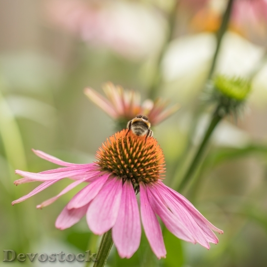 Devostock Petals Flower Bee 53874 4K