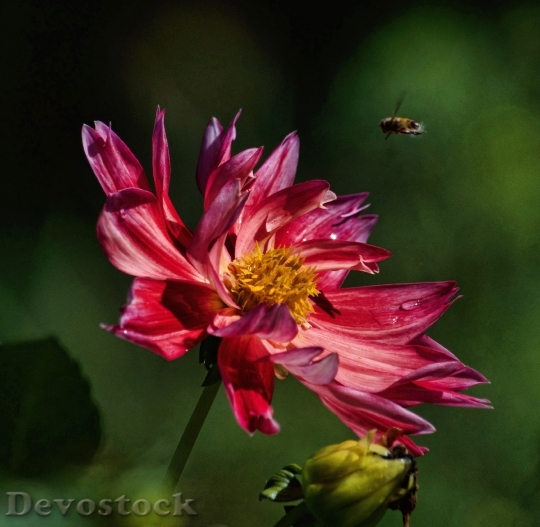 Devostock Petals Flower Bee 77233 4K