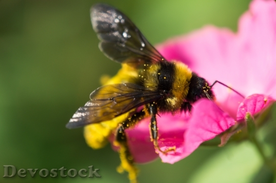 Devostock Petals Flower Bee 78459 4K