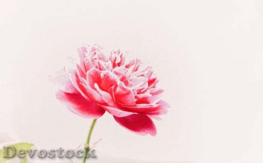 Devostock Petals Flower Bloom 130286 4K