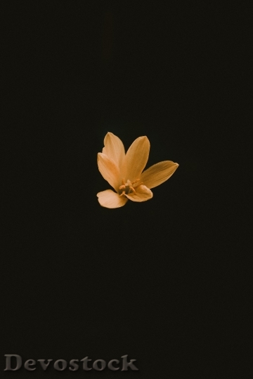Devostock Petals Flower Bloom 138270 4K