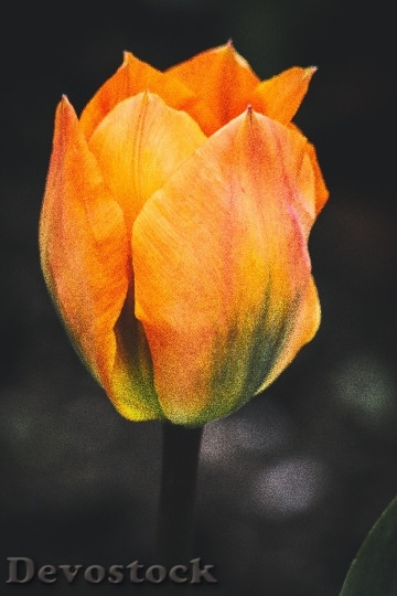 Devostock Petals Flower Color 100837 4K