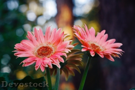 Devostock Petals Flower Color 96716 4K