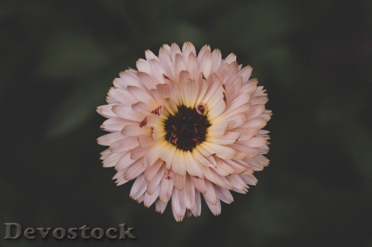 Devostock Petals Flower Colors 76823 4K