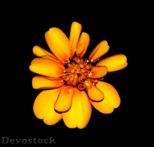 Devostock Petals Flower Macro 6992 4K