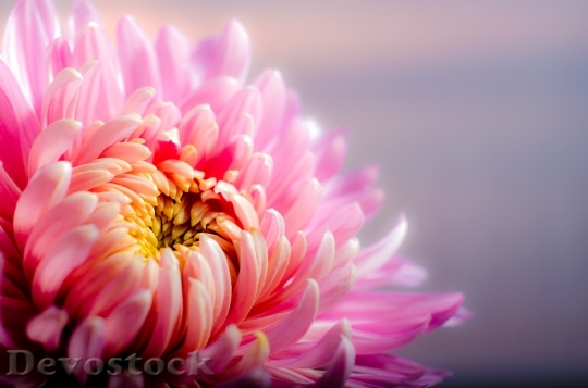 Devostock Petals Flower Pink 6457 4K