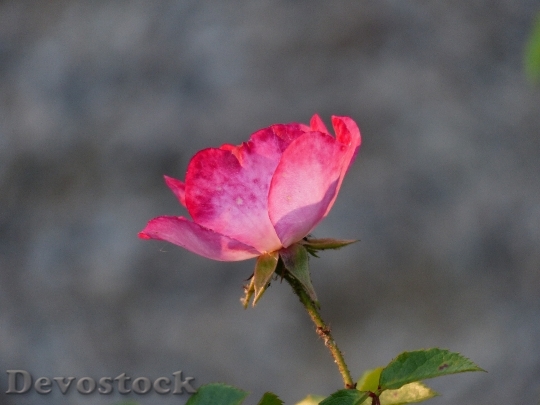 Devostock Petals Flower Pink 6891 4K