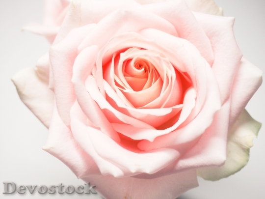 Devostock Petals Flower Pink 83574 4K