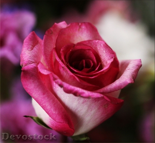 Devostock Petals Flower Pink 8772 4K