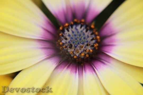 Devostock Petals Flower Pollen 92921 4K