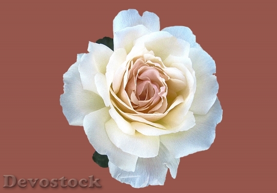 Devostock Petals Flower Rose 23782 4K
