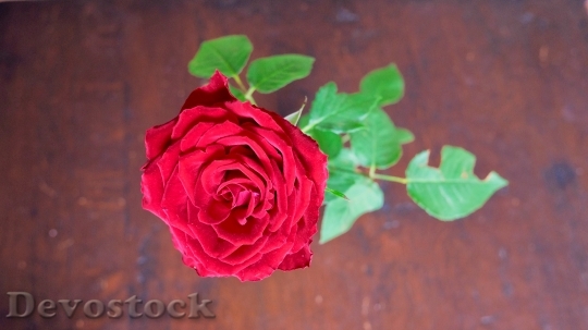 Devostock Petals Flower Rose 34430 4K