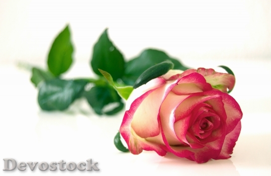 Devostock Petals Flower Rose 5719 4K
