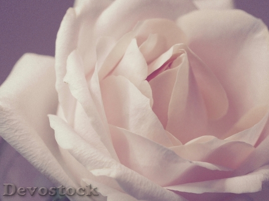 Devostock Petals Flower Rose 74963 4K