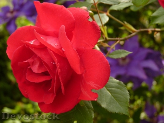 Devostock Petals Flower Rose 8769 4K