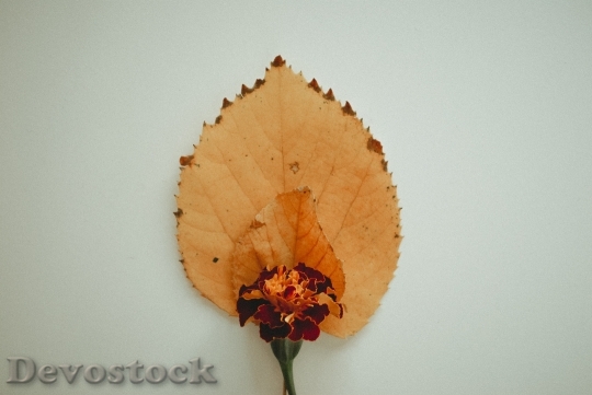 Devostock Petals Leaves Flower 141323 4K