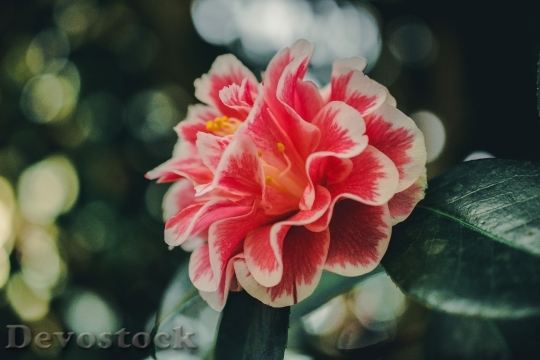 Devostock Petals Plant Blur 82835 4K