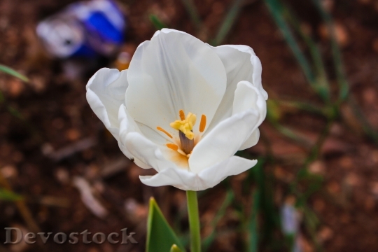Devostock Petals Plant Blur 96080 4K