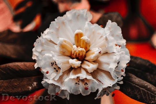 Devostock Petals Plant Flower 100778 4K