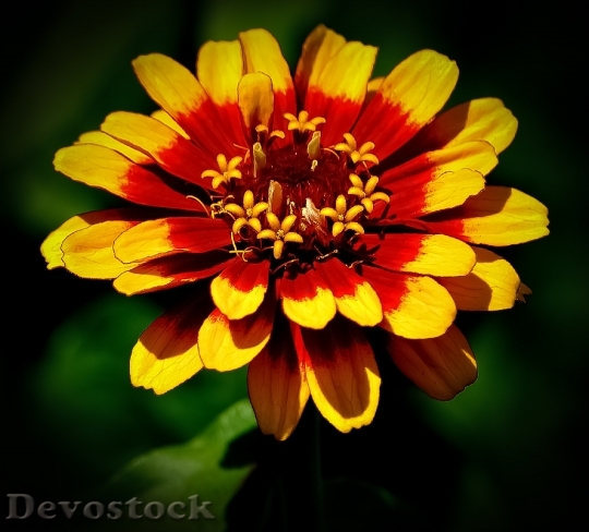 Devostock Petals Plant Flower 5303 4K
