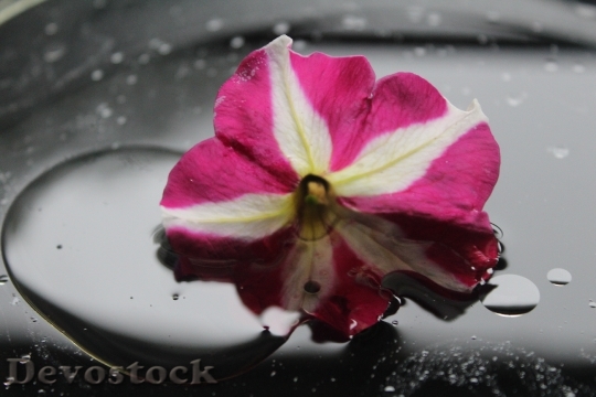 Devostock Petals Rain Wet 105887 4K