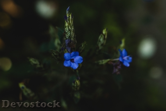 Devostock Plant Blur Flower 108666 4K