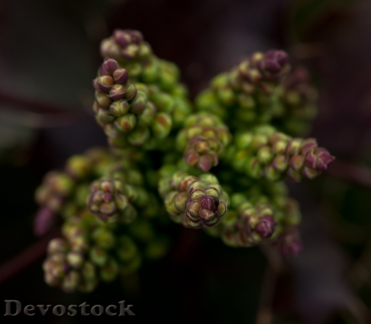 Devostock Plant Blur Flower 5948 4K