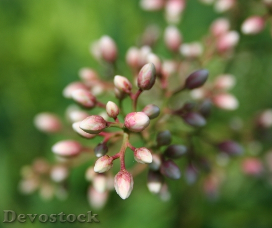 Devostock Plant Blur Flower 8615 4K