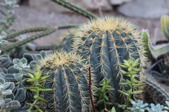 Devostock Plant Cactus Plants Spikes HD