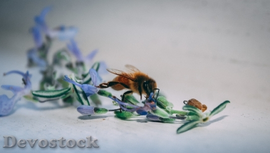 Devostock Plant Flower Bee 100106 4K