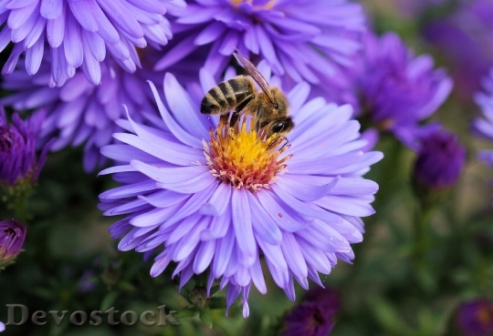 Devostock Plant Flower Bee 6556 4K