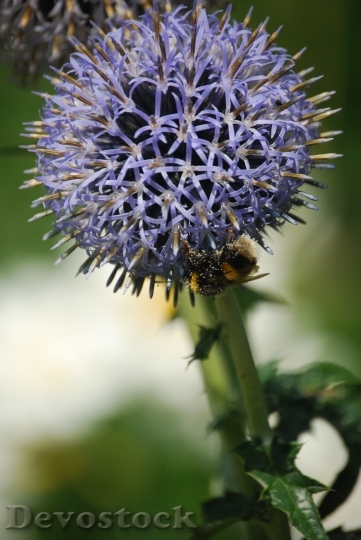 Devostock Plant Flower Bee 8840 4K