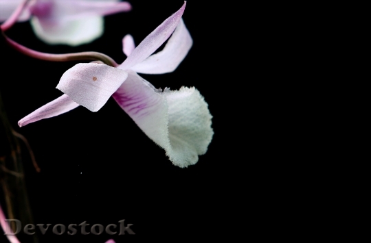 Devostock Plant Flower Bloom 113081 4K