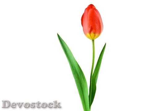 Devostock Plant Flower Bloom 6877 4K