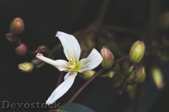 Devostock Plant Flower Bloom 97999 4K