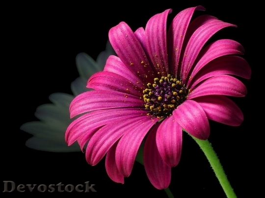 Devostock Plant Flower Macro 8740 4K