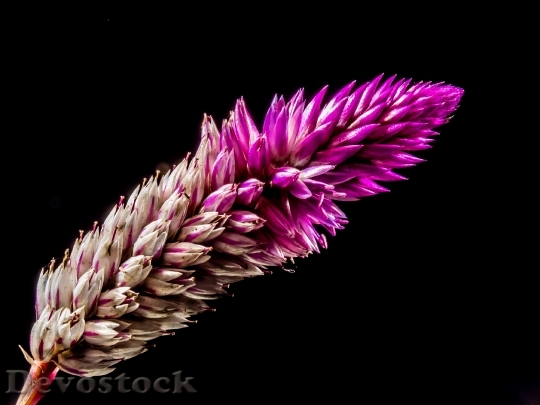 Devostock Plant Flower Pink 6002 4K