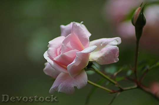 Devostock Plant Flower Pink 6622 4K