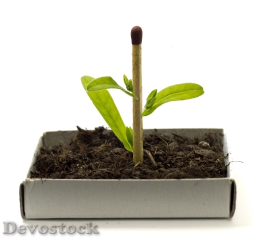 Devostock Plant Growing Genetic Modification HD