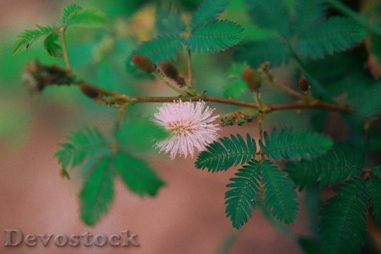 Devostock Plant Leaves Flower 129244 4K