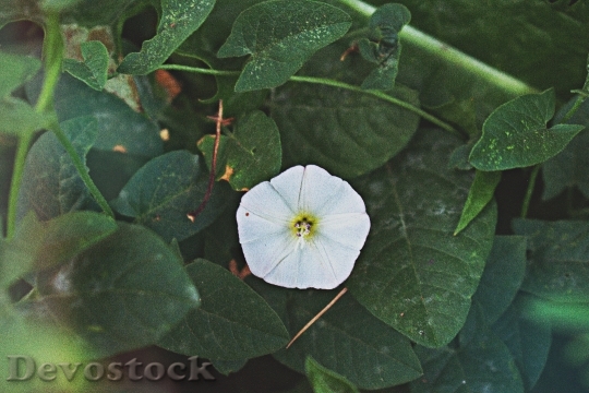 Devostock Plant Leaves Flower 138398 4K