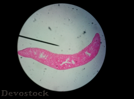 Devostock Plant Microscope Science Cell HD