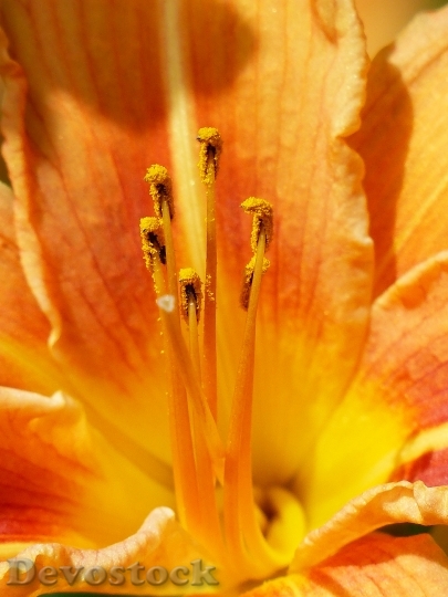 Devostock Plant Orange Flower 6701 4K