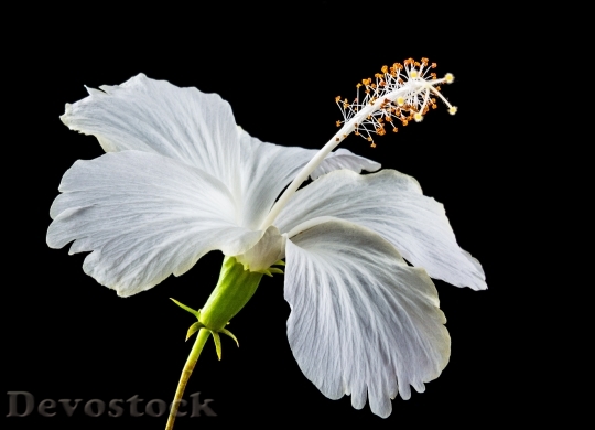 Devostock Plant White Flower 5656 4K