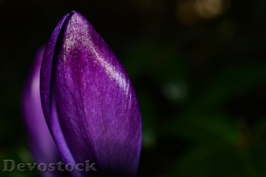 Devostock Purple Flower Bloom 5738 4K