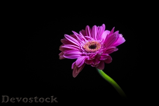 Devostock Purple Flower Pollen 116536 4K