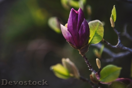 Devostock Purple Garden Petals 94219 4K